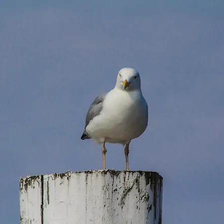 Peper Juist